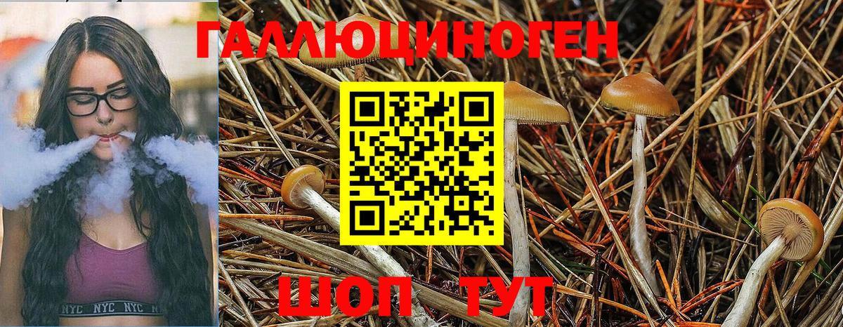 Псилоцибиновые грибы MAGIC MUSHROOMS  где купить наркотик  Кудрово  Вход с VPN 